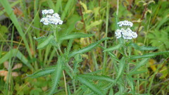 Achillea alpina camtschatica