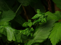 Aphis podagrariae