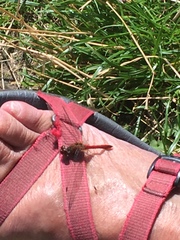 Sympetrum sanguineum
