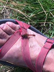 Sympetrum sanguineum