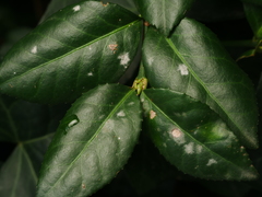 Erysiphe euonymicola