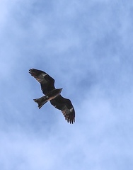 Milvus migrans