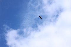 Milvus migrans