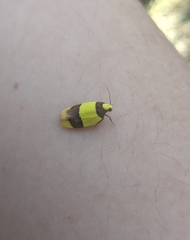 Heterallactis euchrysa