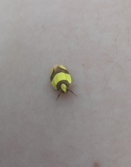 Heterallactis euchrysa