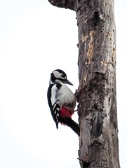 Dendrocopos major