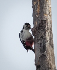 Dendrocopos major