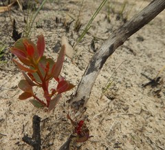 Eucalyptus incrassata