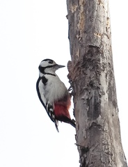 Dendrocopos major