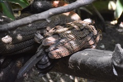 Argusianus argus argus