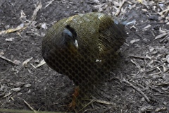 Argusianus argus argus