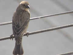 Molothrus bonariensis