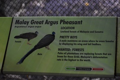 Argusianus argus argus