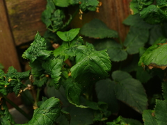 Aphis podagrariae