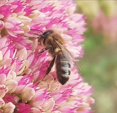 Apis mellifera