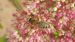 Apis mellifera
