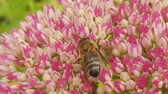 Apis mellifera