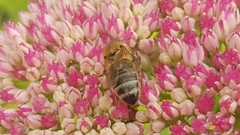 Apis mellifera
