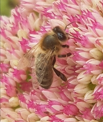 Apis mellifera