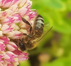 Apis mellifera