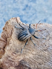 Psapharus ruficornis