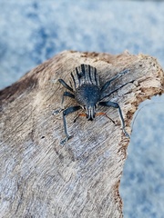 Psapharus ruficornis