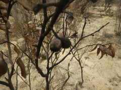 Eucalyptus incrassata