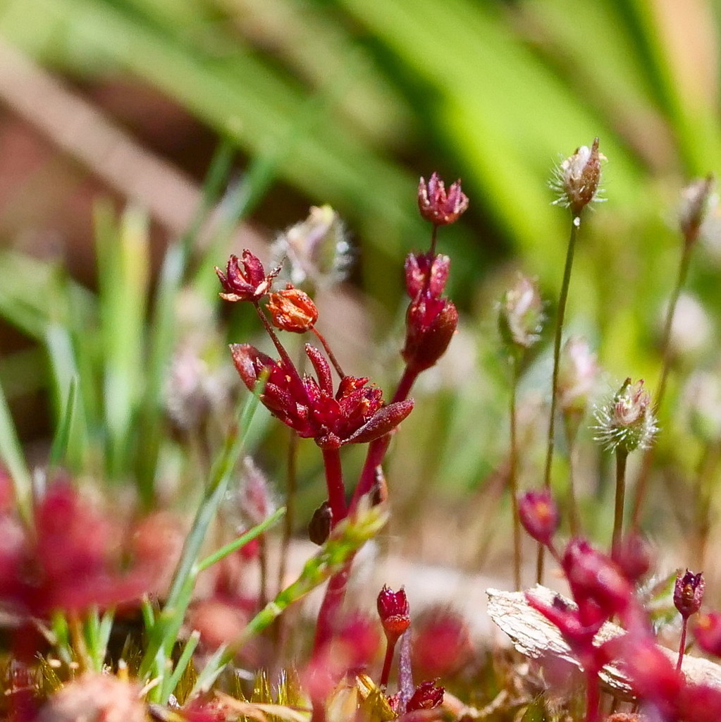 Stalked Crassula