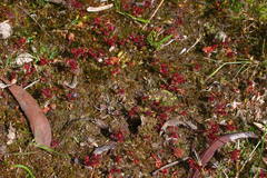 Crassula closiana