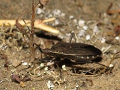 Dicranocephalus marginicollis