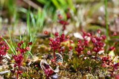 Crassula closiana