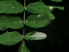 Erysiphe palczewskii