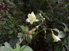 Helieae