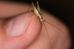 Oecanthus pellucens pellucens