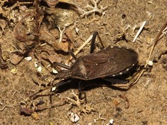 Dicranocephalus marginicollis