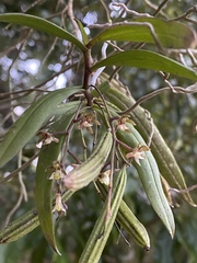 Plectorrhiza tridentata