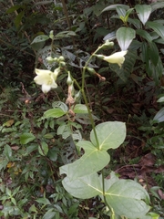 Helieae