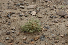 Ceratocarpus arenarius