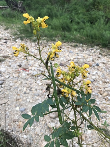 Senna hebecarpa