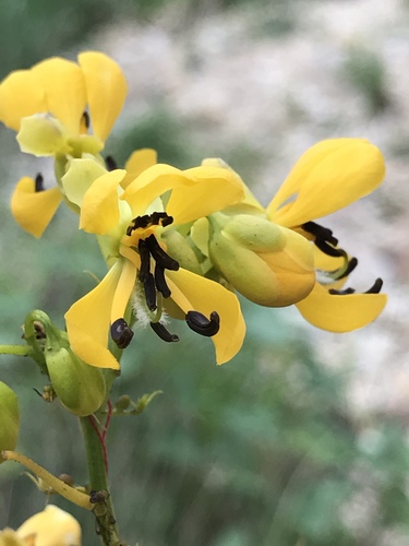 Senna hebecarpa