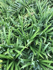 Pandanus amaryllifolius