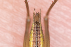 Oecanthus pellucens pellucens