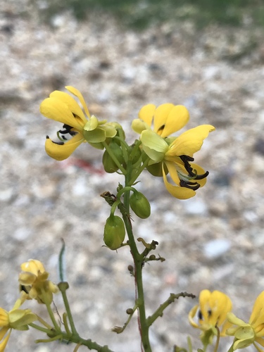 Senna hebecarpa