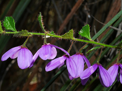 Tetratheca labillardierei