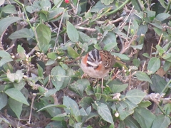 Zonotrichia capensis