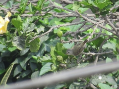 Camptostoma obsoletum