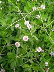 Phyla nodiflora