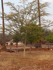 Acacia xanthophloea image