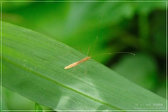 Yemmalysus parallelus