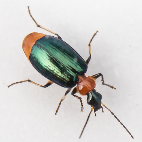 Green-winged Lebia